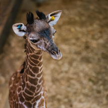 Second giraffe calf born this summer at Cleveland Metroparks Zoo